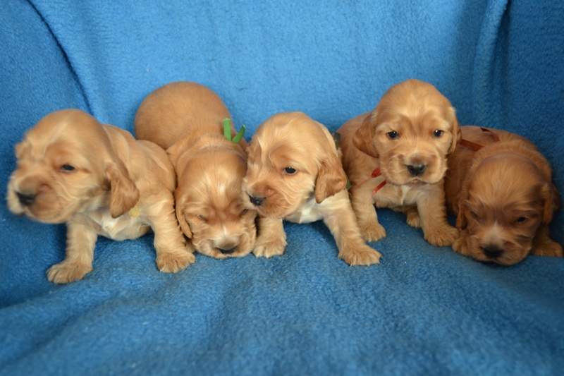 7 Reno, Rey, Roky, Rita, Ron.JPG